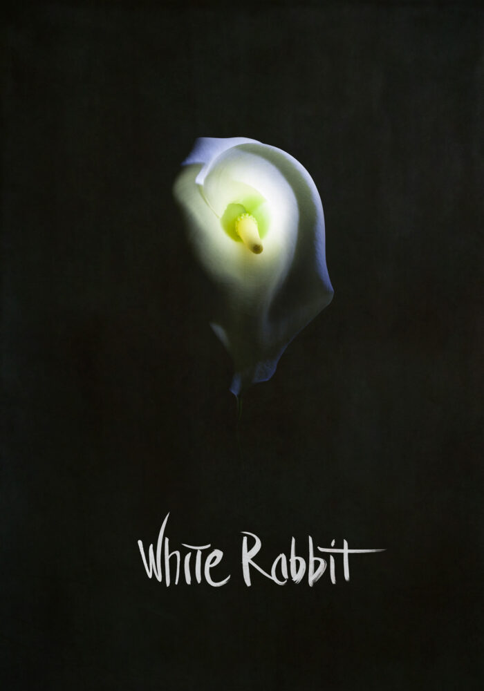 White Rabbit