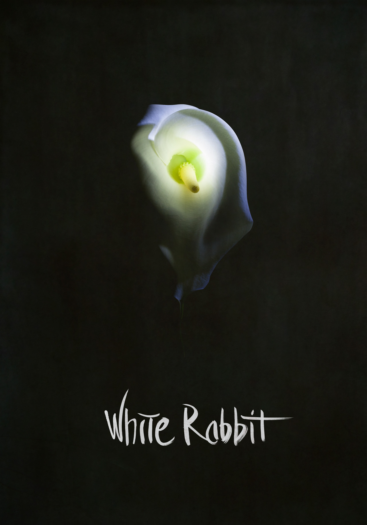 White Rabbit
